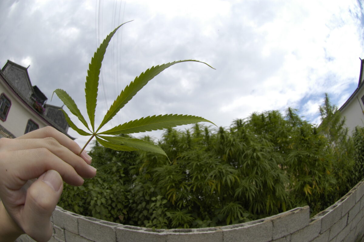 中国大理で雑草のように生えていた大麻（マリファナ）を思い出した